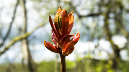 opening bud in spring
