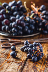 Blue Vine Grapes.