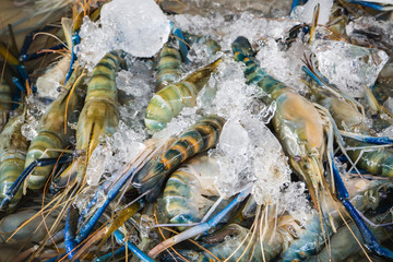 Fresh prawns