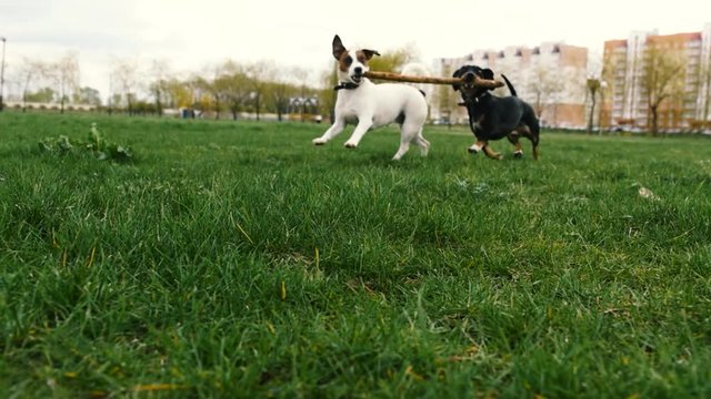 Dogs play with stick