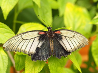 Tropical colorful butterfly. Nice macro insect. 