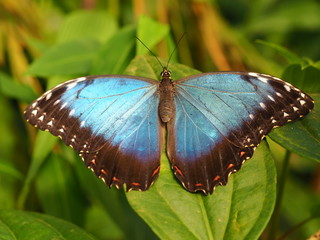 Tropical colorful butterfly. Nice macro insect. 