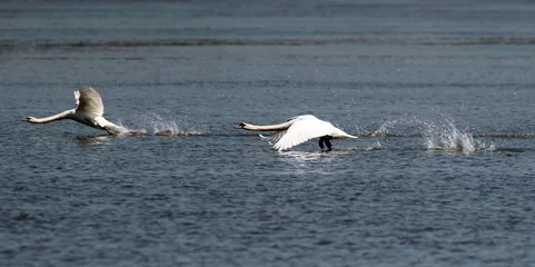 Crédence de cuisine en verre imprimé Cygne Two swans running on water for take off.Swans is taking off from water. Swans running on River Danube in Zemun,Belgrade Serbia.