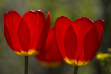 Backlit red tulips closeup petals