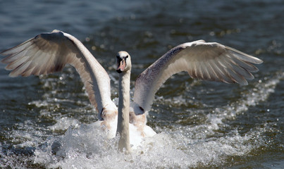 Mute swan landing on the Danube river in Zemun, Belgrade, Serbia.