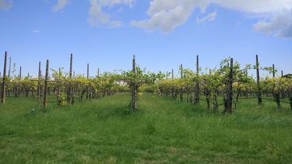impressive perspective view of vineyards in italy in a sunny day
