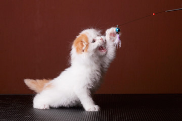 International Cat Show