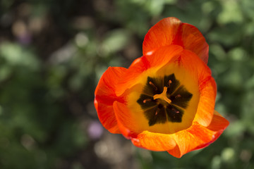 Fototapeta premium Orange yellow tulip closeup