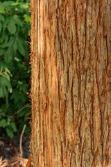 Treetrunk Closeup with Greenery in Background