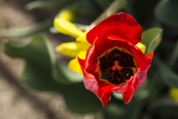 Red tulip with yellow daffodil closeup
