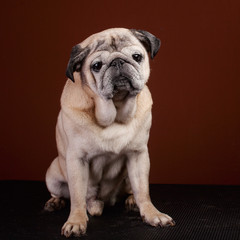 Obraz premium Dog Pug