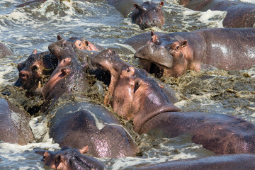 Flusspferde streiten im Wasserloch 