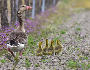 greylag goose with its chicks,Neusiedler Seelake in Austria