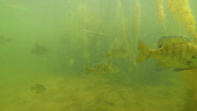 Schooling Bluegill in Shallow Reeds