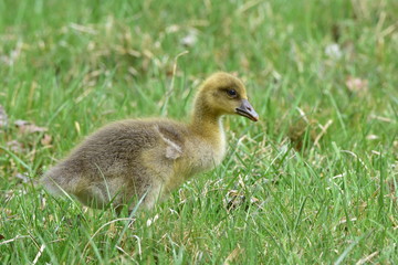 chicken of greylag goose,wildlife shot,Neusiedler See lake Austria