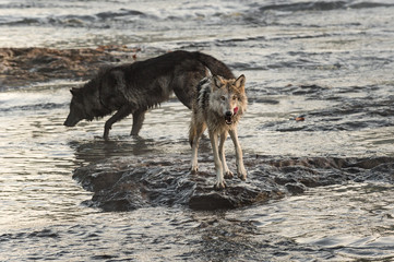 Grey Wolf (Canis lupus) Licks Chops in River
