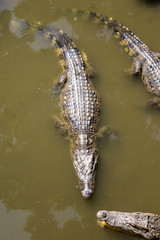 Siamese crocodiles Mekong delta in Vietnam