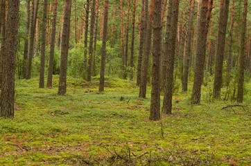 Summer wild thick forest with large beautiful trees and green grass