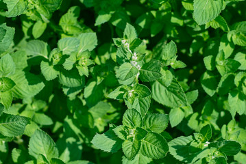 Fototapeta na wymiar Growing mint in the garden
