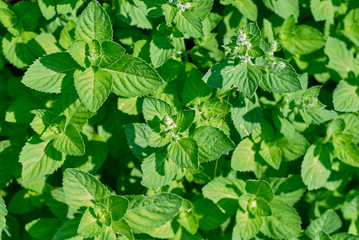 Fototapeta na wymiar Growing mint in the garden