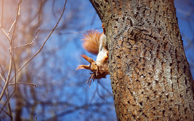 Oriental gray protein in vivo on a tree.
