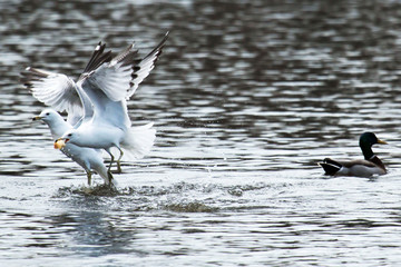 Two seagulls flying out of a pond with bread