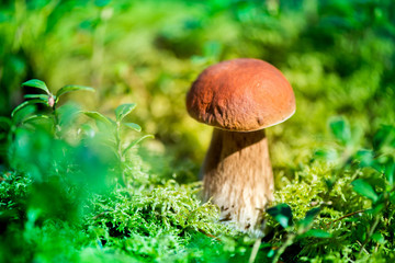 Picking mushrooms and cranberries in forest in early autumn. Last sunny summer days. Mushrooms and berries are growing in warm green, thick, wet moss layer. Perfect weather for outdoor activities.


