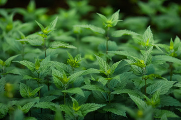 Stinging nettle background