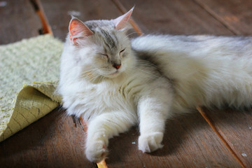 Persian plus maine coon cat lying on wooden floor