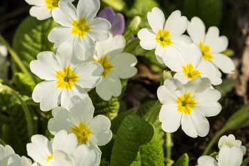 The flowers of primroses under the bright rays