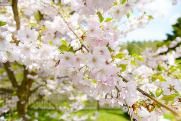 Flower ornamental cherry with spring atmosphere and blue sky