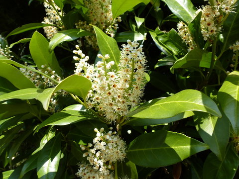 Kirschlorbeer Bl&uuml;te