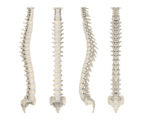 Human Spine Anatomy Isolated