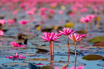 Red Lotus Lake Udon Thani