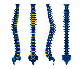 Human Spine Anatomy Isolated