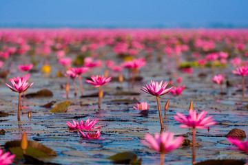 Red Lotus Lake Udon Thani