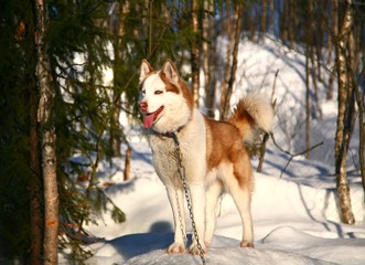  Siberian husky in Husky park , Murmansk Russia   © jaturunp
