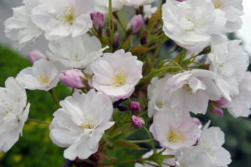 Fototapeta premium Apple tree blossom. Spring bloom. Branch with pink and white flowers. Green leaves as a background. April in garden. 