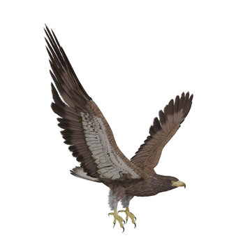 Hawk flying isolated on white background, 3D rendering