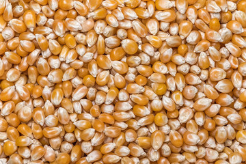 Corn, grain