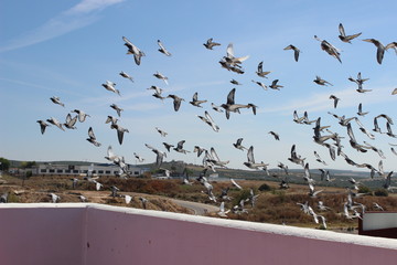 fliegende Brieftauben, blauer Himmel