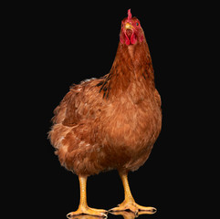 Chicken on black background, one closeup animal