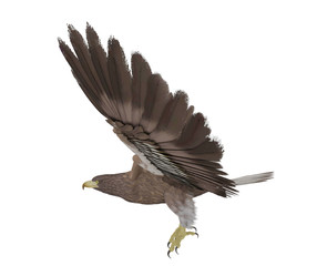Hawk flying isolated on white background, 3D rendering