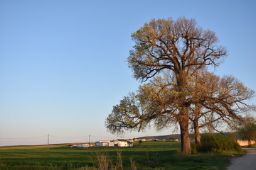 Obraz premium Gran Árbol