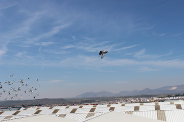 fliegende Brieftauben, blauer Himmel