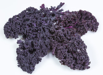 Naklejka premium Freshly harvested purple curly kale cabbage