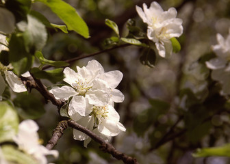 Apple blossoms. Spring flowering of trees.