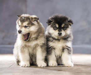Wonderful puppies of the Alaskan Malamute