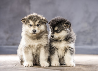 Wonderful puppies of the Alaskan Malamute