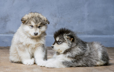 Wonderful puppies of the Alaskan Malamute